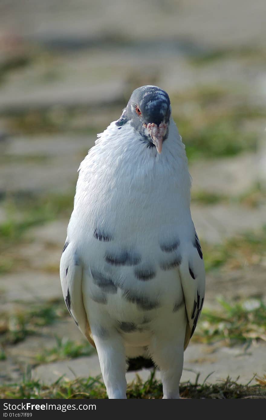 Pigeon standing on the ground.