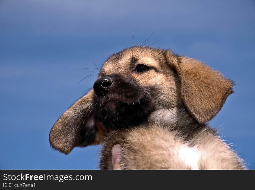 Puppy High In The Sky...