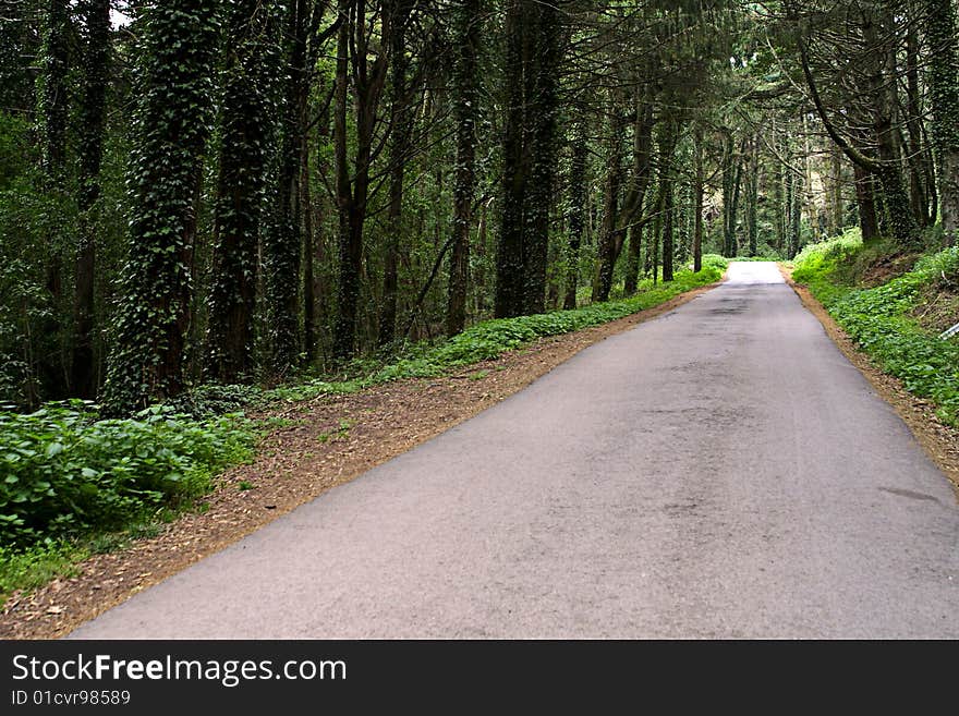 Way in magic forest