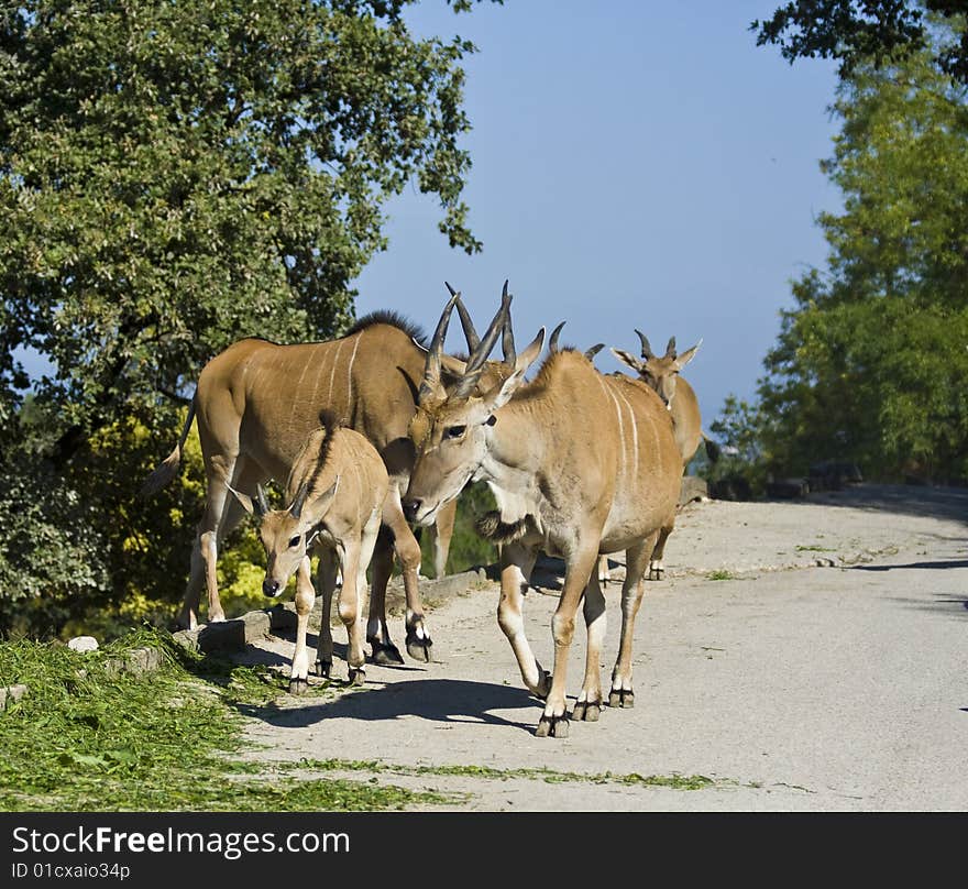 A group of antelopes walking.
The shot is taken at the Zoo Safari del Garda, near Verona (Italy)