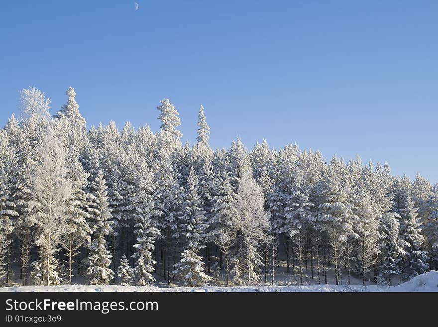 Winter Forest