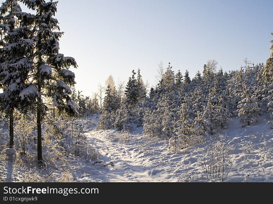 Winter forest