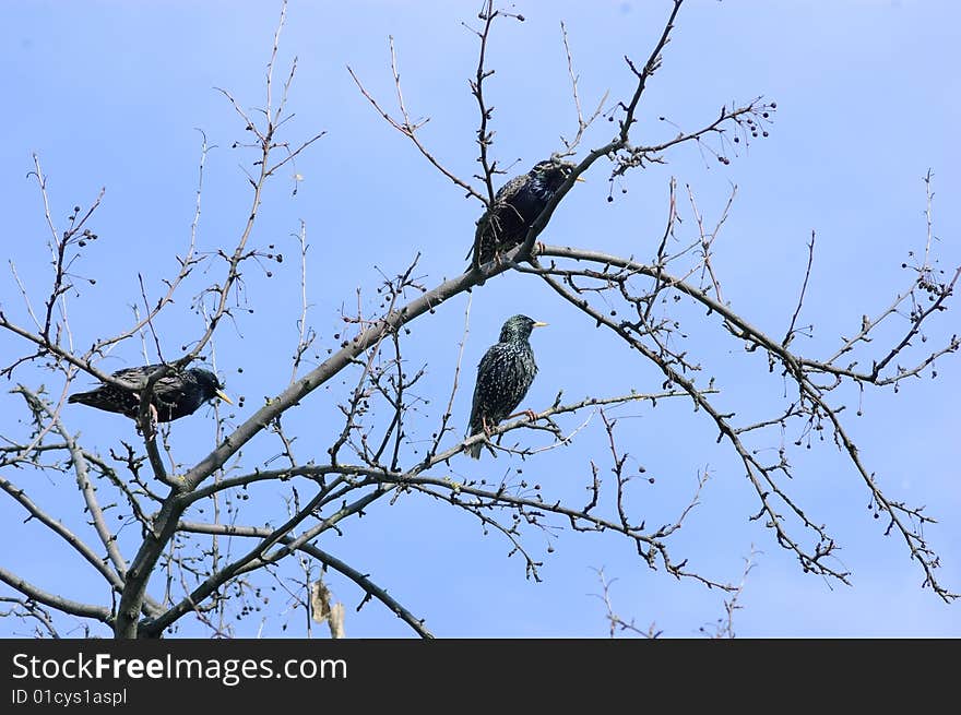 Three starlings on the winter or early spring tree. Three starlings on the winter or early spring tree