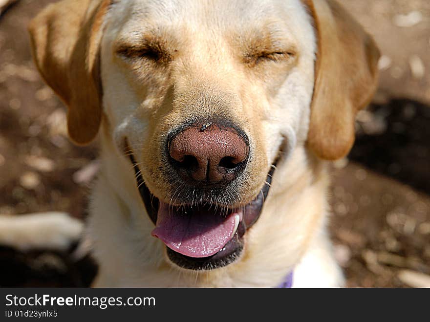 A normal house fly bothering a dog. the dogs face says it all, GET OFF MY FACE. A normal house fly bothering a dog. the dogs face says it all, GET OFF MY FACE