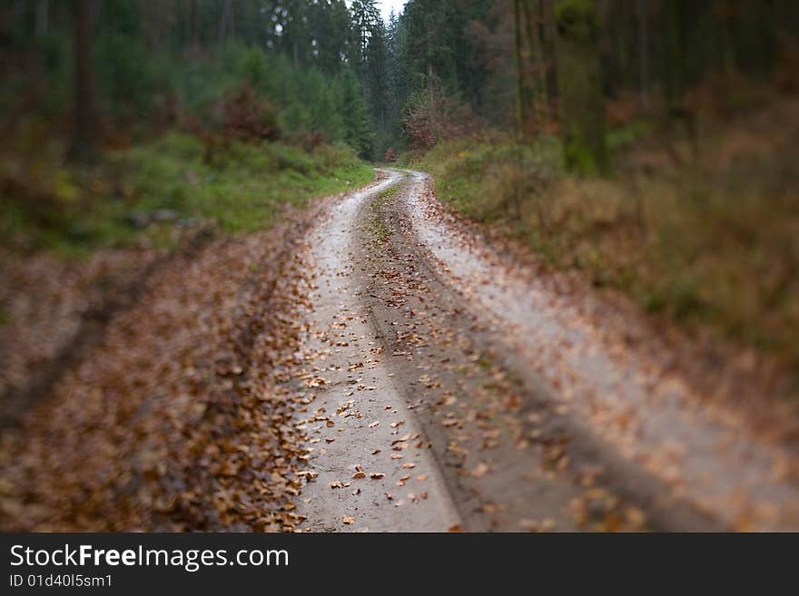 Wet Winding Wood Path