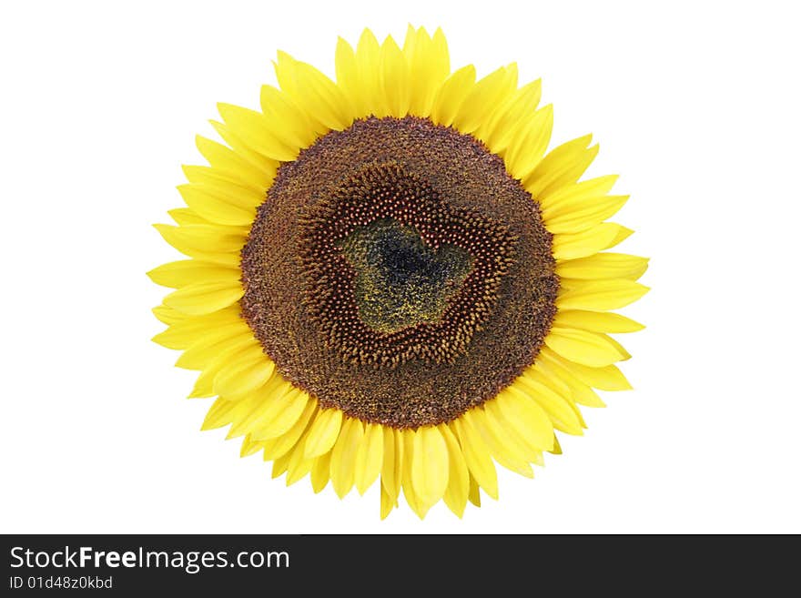 Beautiful sunflower on white background