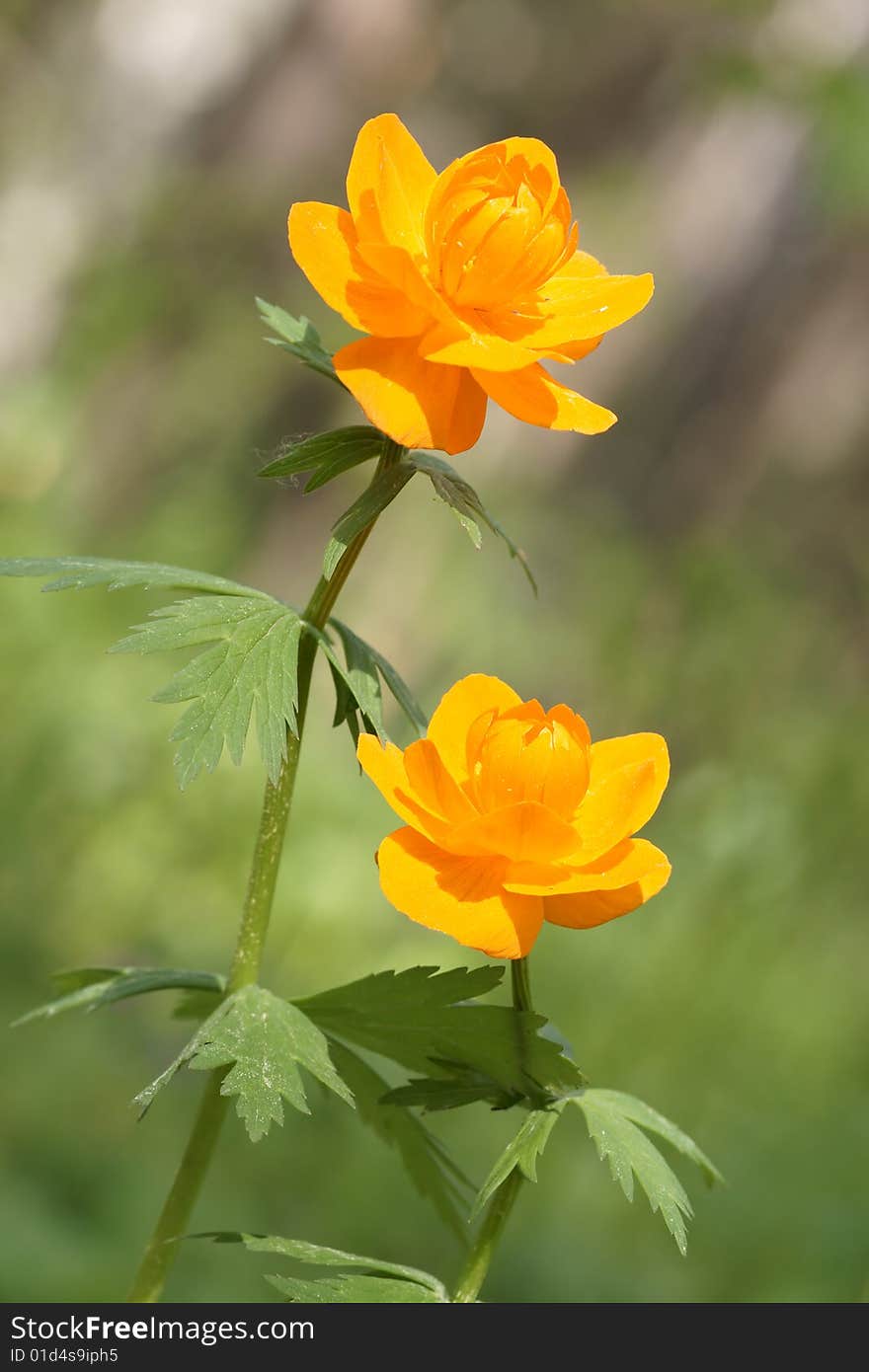 Two globe-flowers on green background