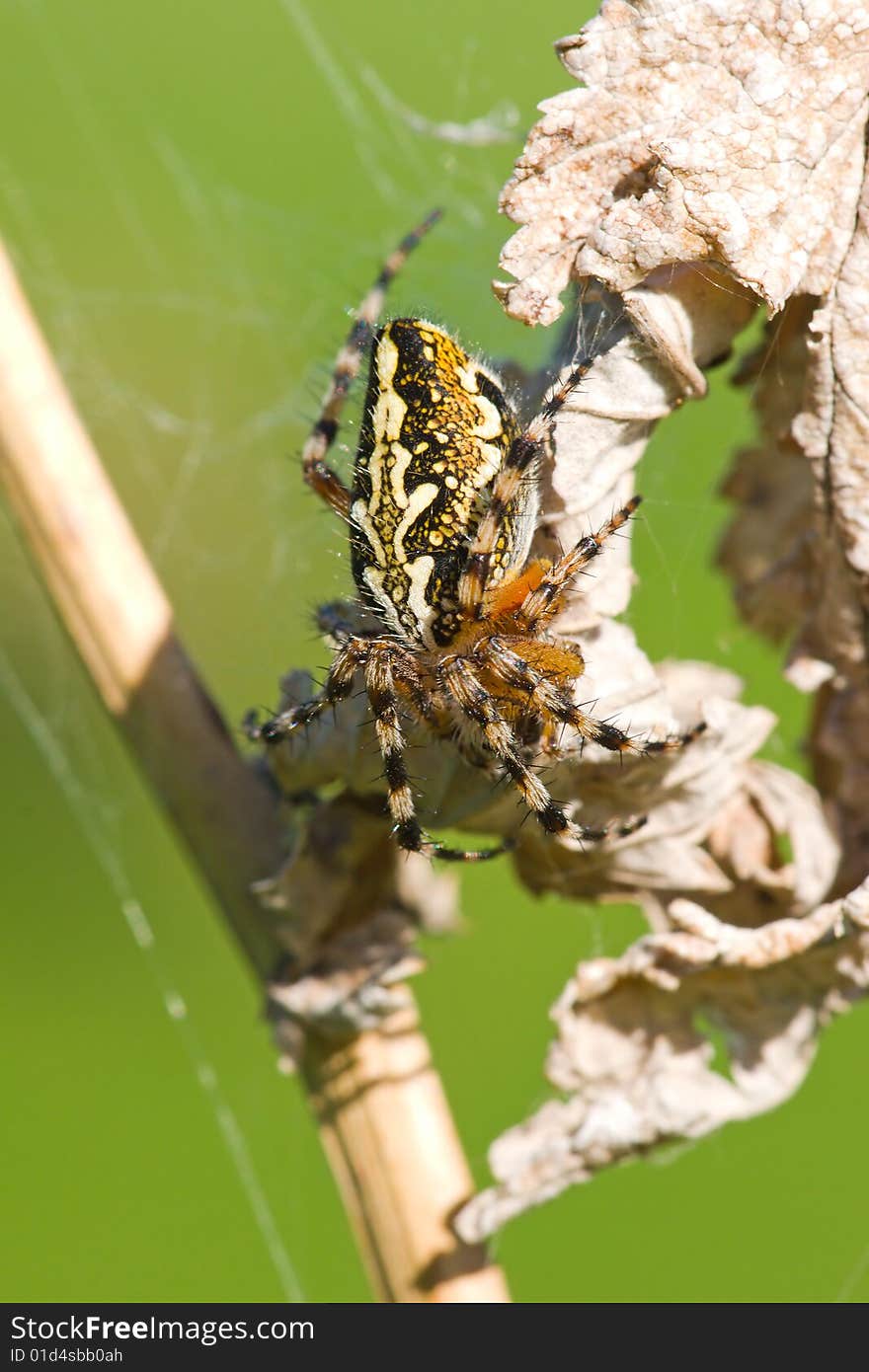 Spider on the dry grass macro shot