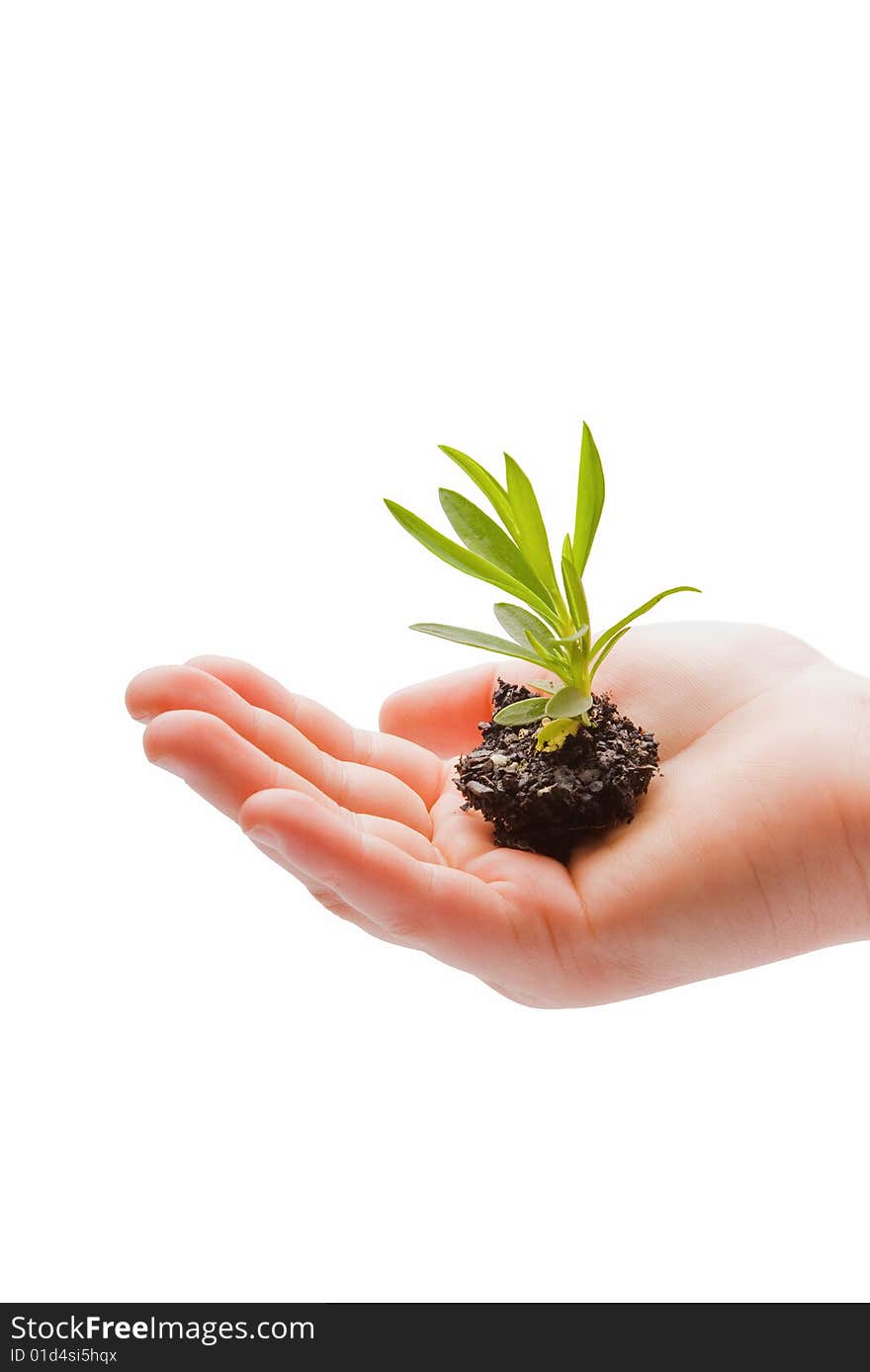 Small plant in childs hand. Small plant in childs hand