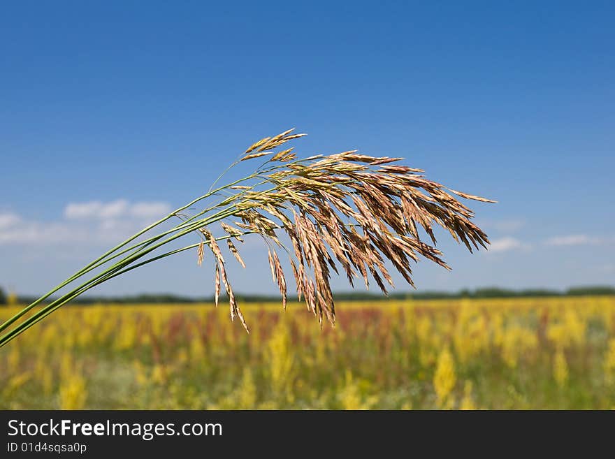 Grass ear