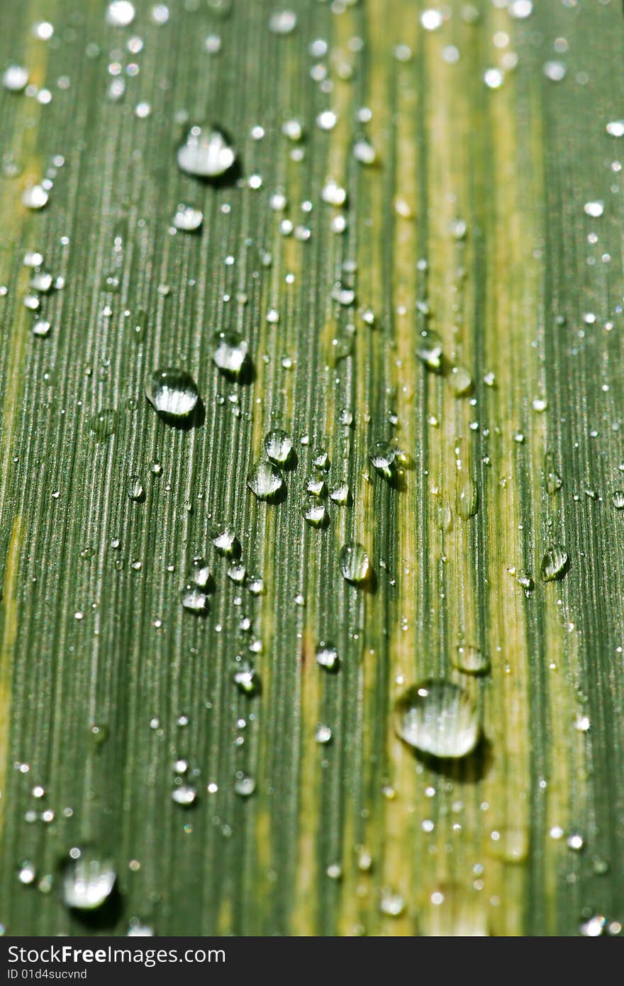 Rain dops on grass blade