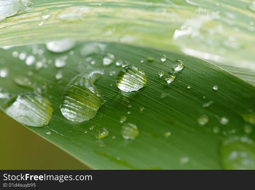 Rain drops on grass leaf. Rain drops on grass leaf