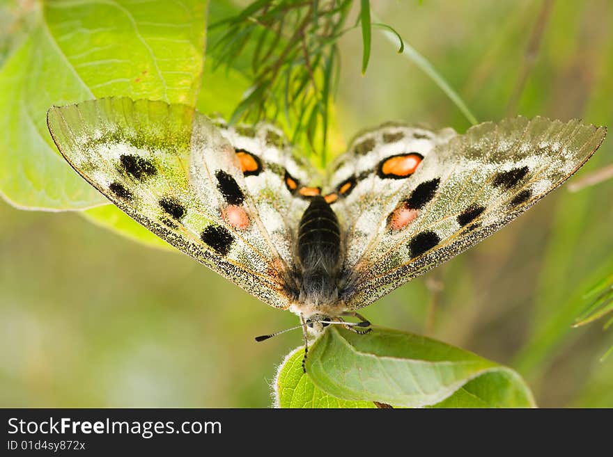 Nomion butterfly sitting on the grass