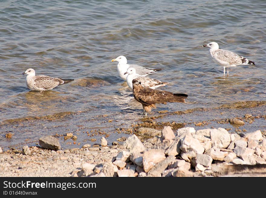 Birds on the coast