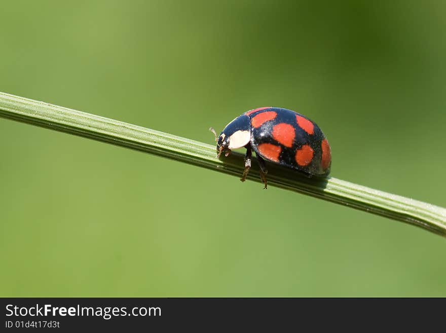 Ladybug is walking on grass stem. Ladybug is walking on grass stem