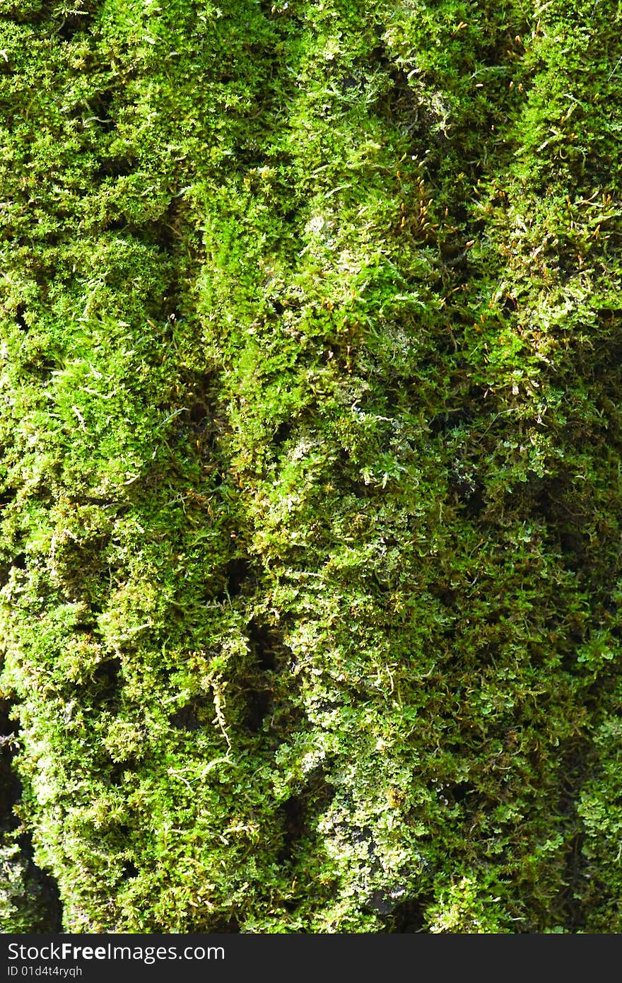 Moss on bark is lighted by sun