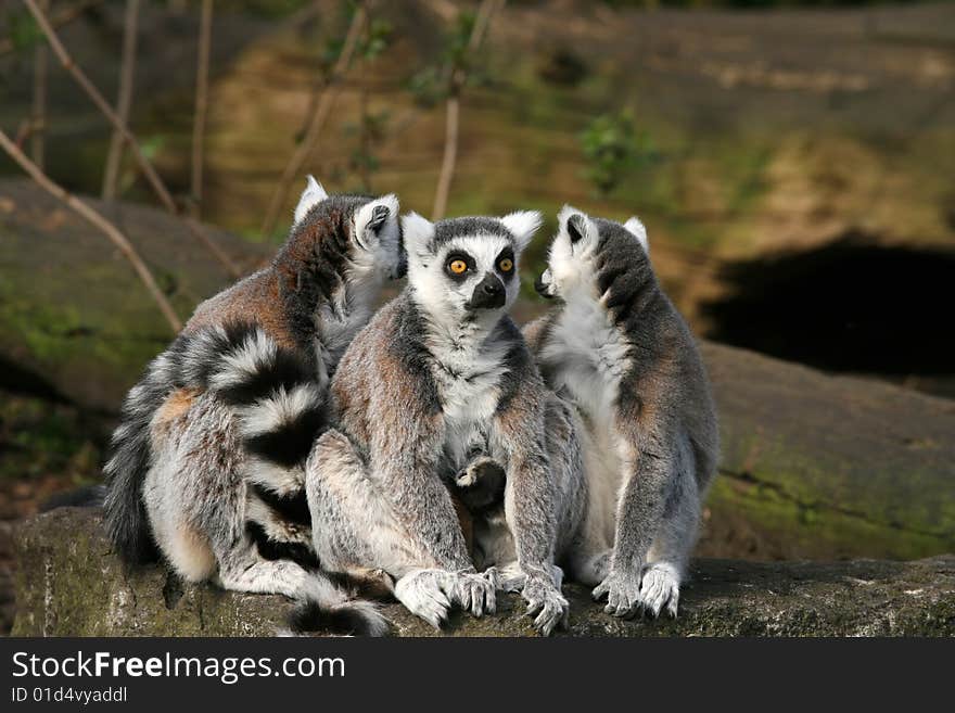 Three ring-tailed lemurs