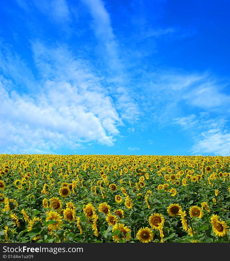 Sunflower