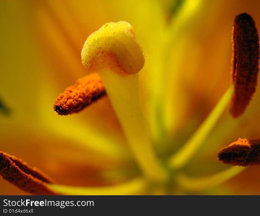 Yellow lilliy.Macro image lilliy. Yellow lilliy.Macro image lilliy.