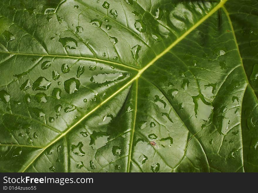 A large dark green leaf with raindrops. A large dark green leaf with raindrops