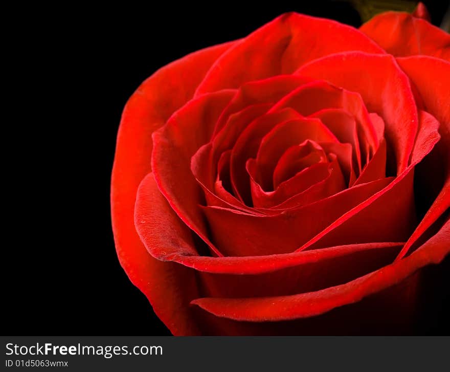 Red rose isolated on black background.