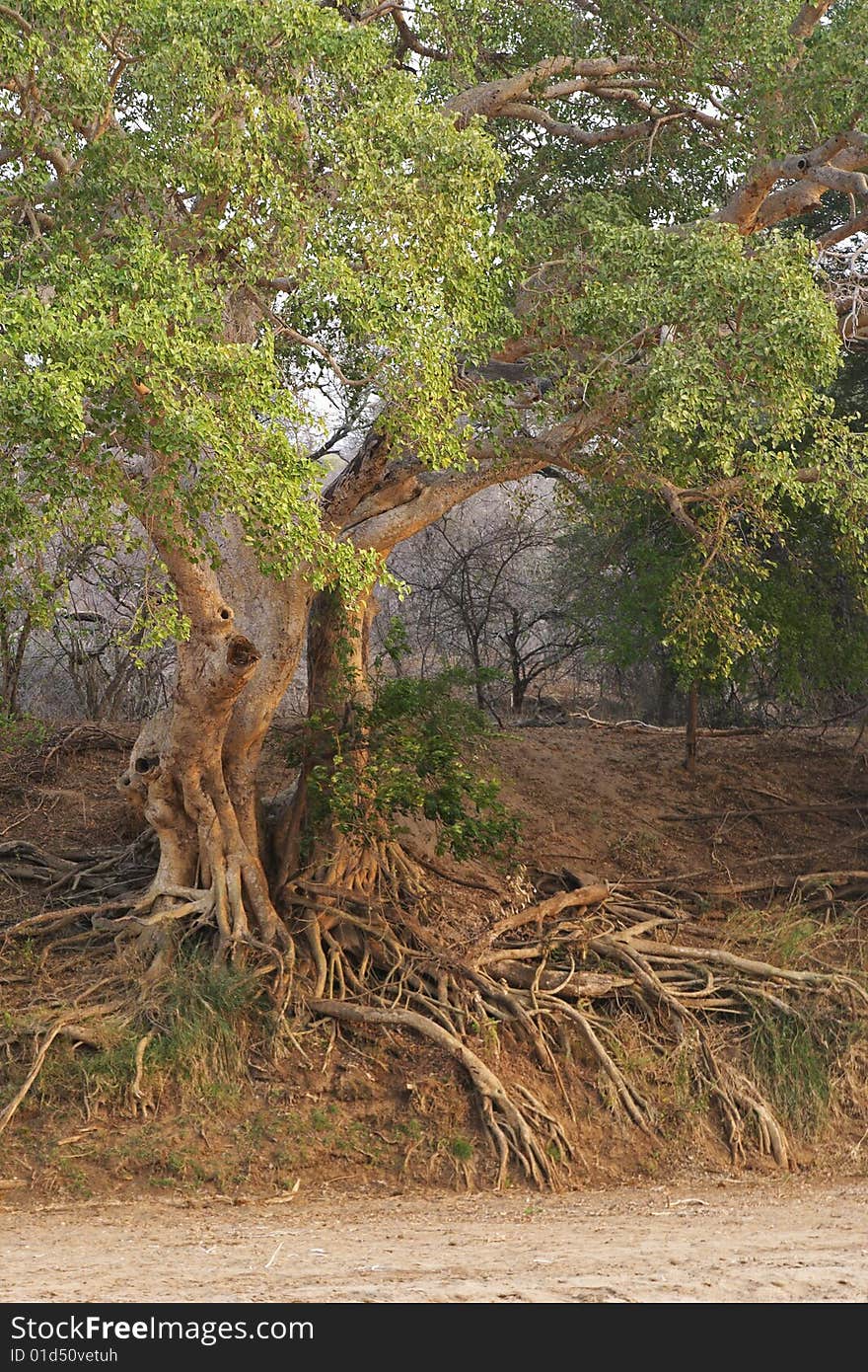 White Stinkwood growing on river bank VF