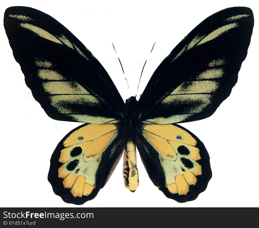 Ornithoptera rothschildi