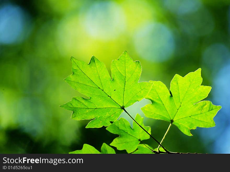 Leaves In Sunny Day