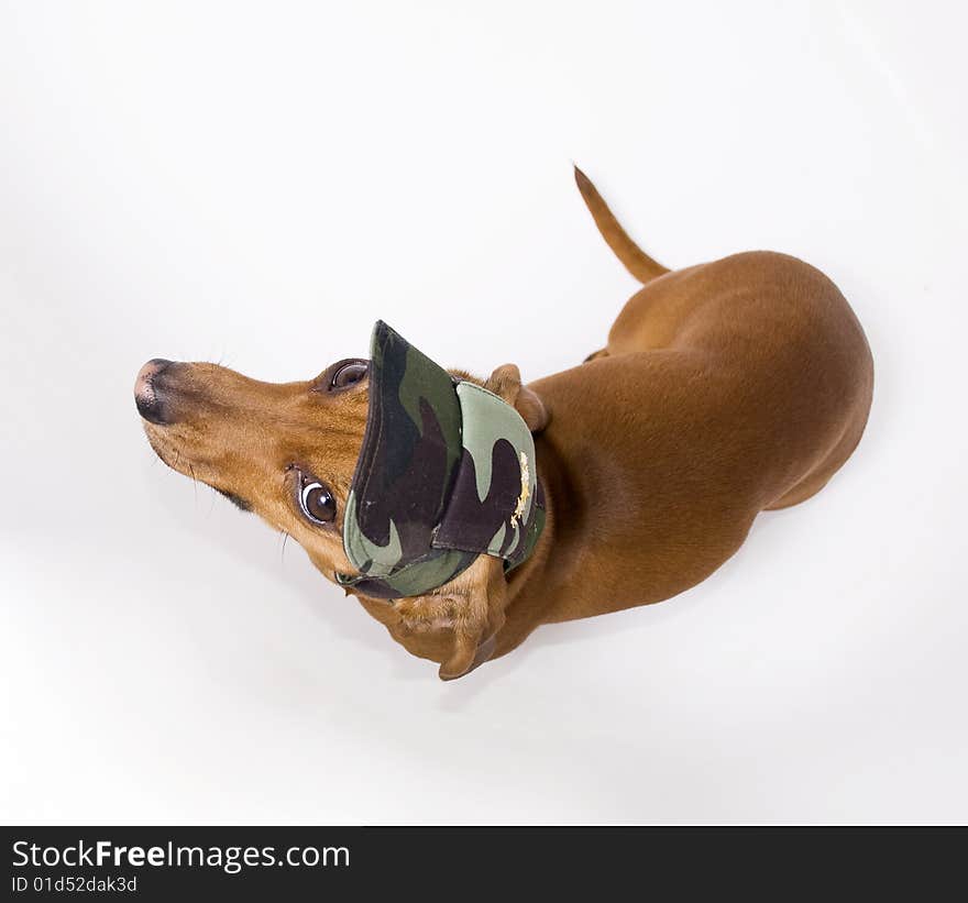 Dachshund in peaked cap looking at the camera