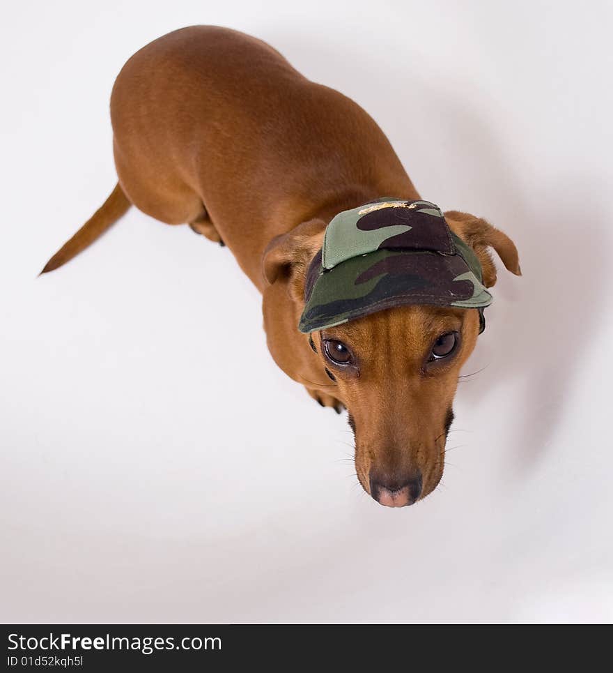 Dachshund in peaked cap looking at the camera