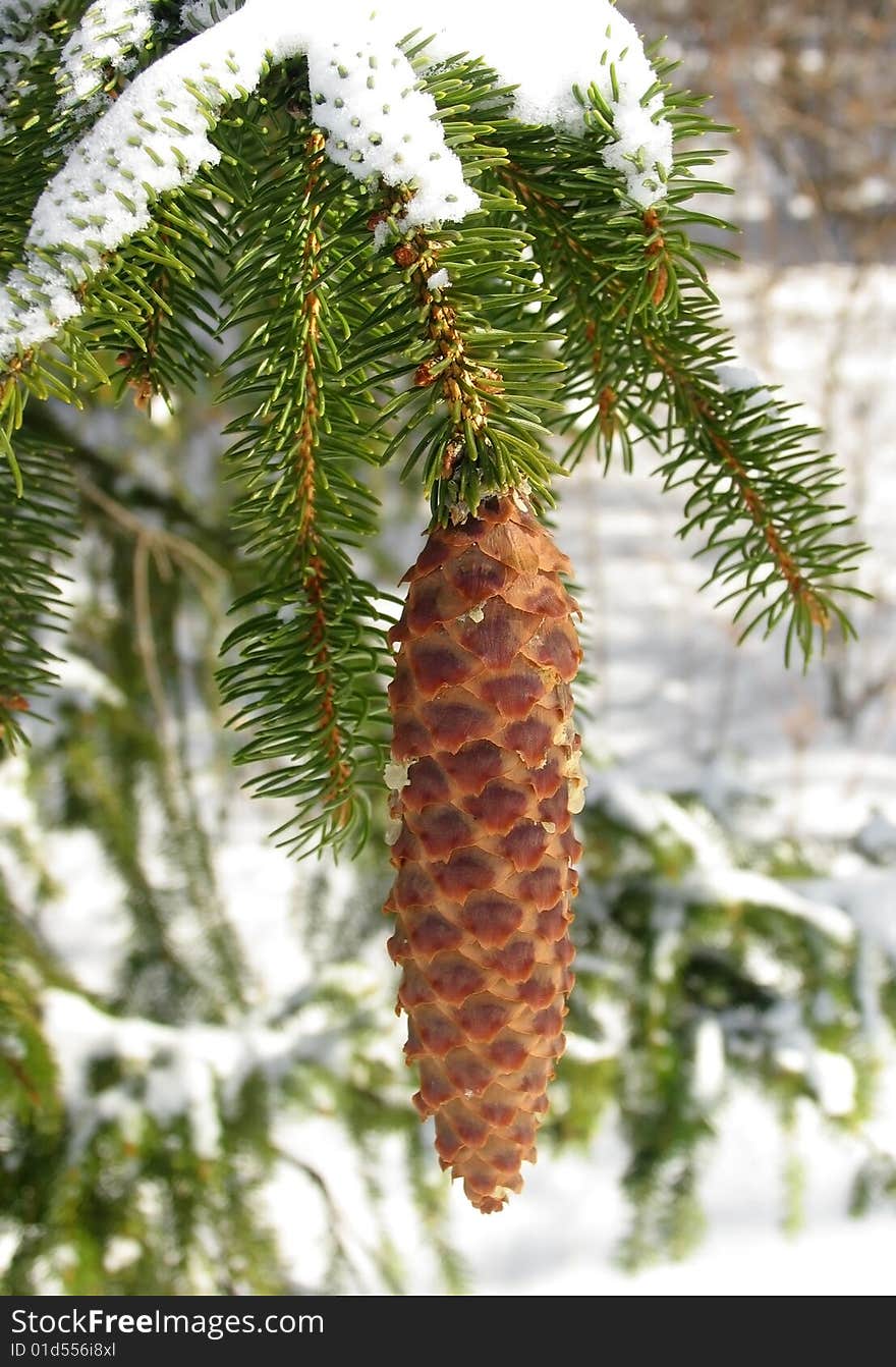 Fir branch covered by snow with cone. Fir branch covered by snow with cone.