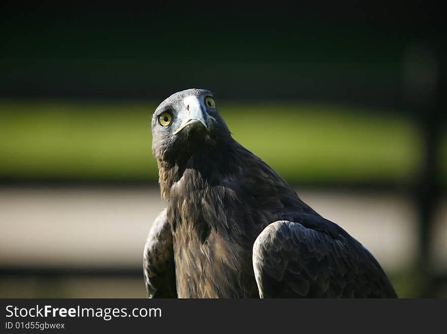 Portrait of a powerful eagle