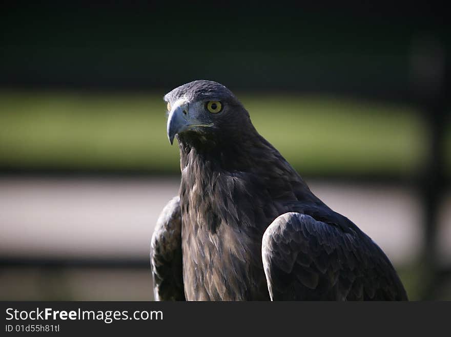 Portrait of a powerful eagle