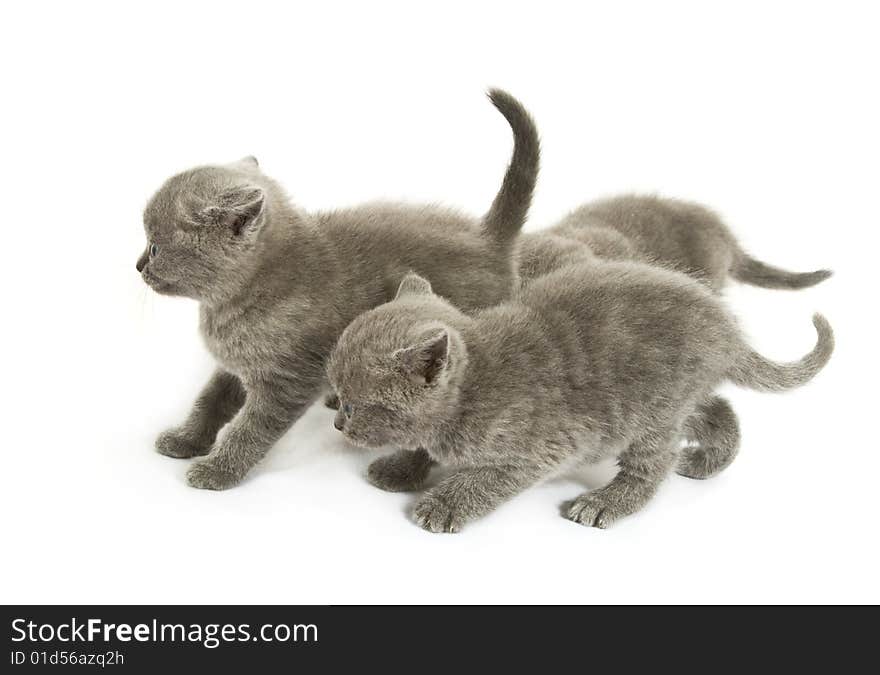 Three small funny kittens. Isolated on white background. Three small funny kittens. Isolated on white background