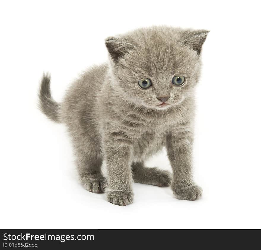 Small funny kitten. Isolated on white background. Small funny kitten. Isolated on white background