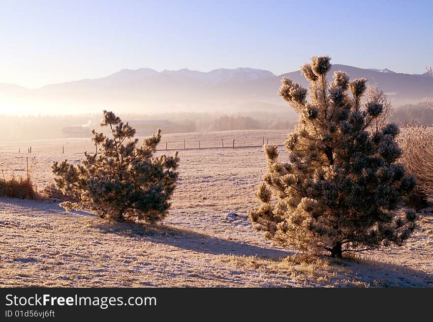 Frozen trees in the winter