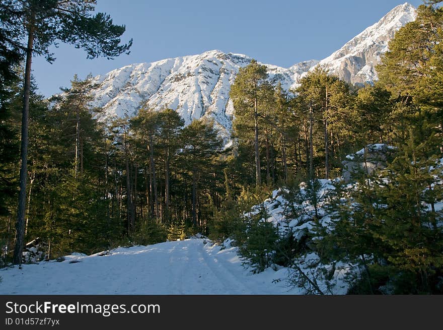 Winter forest with mountains in the background