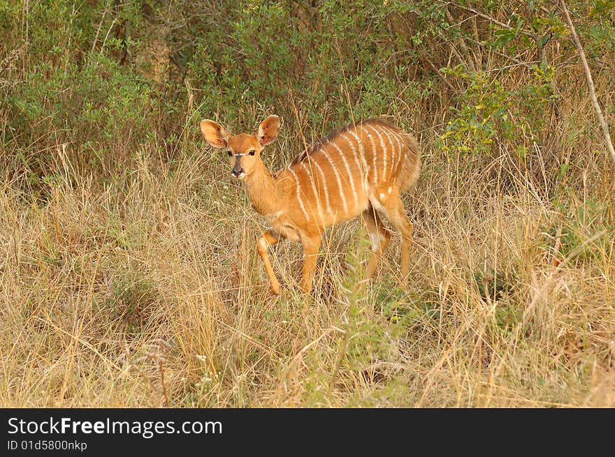 Nyala (Tragelaphus angasii)