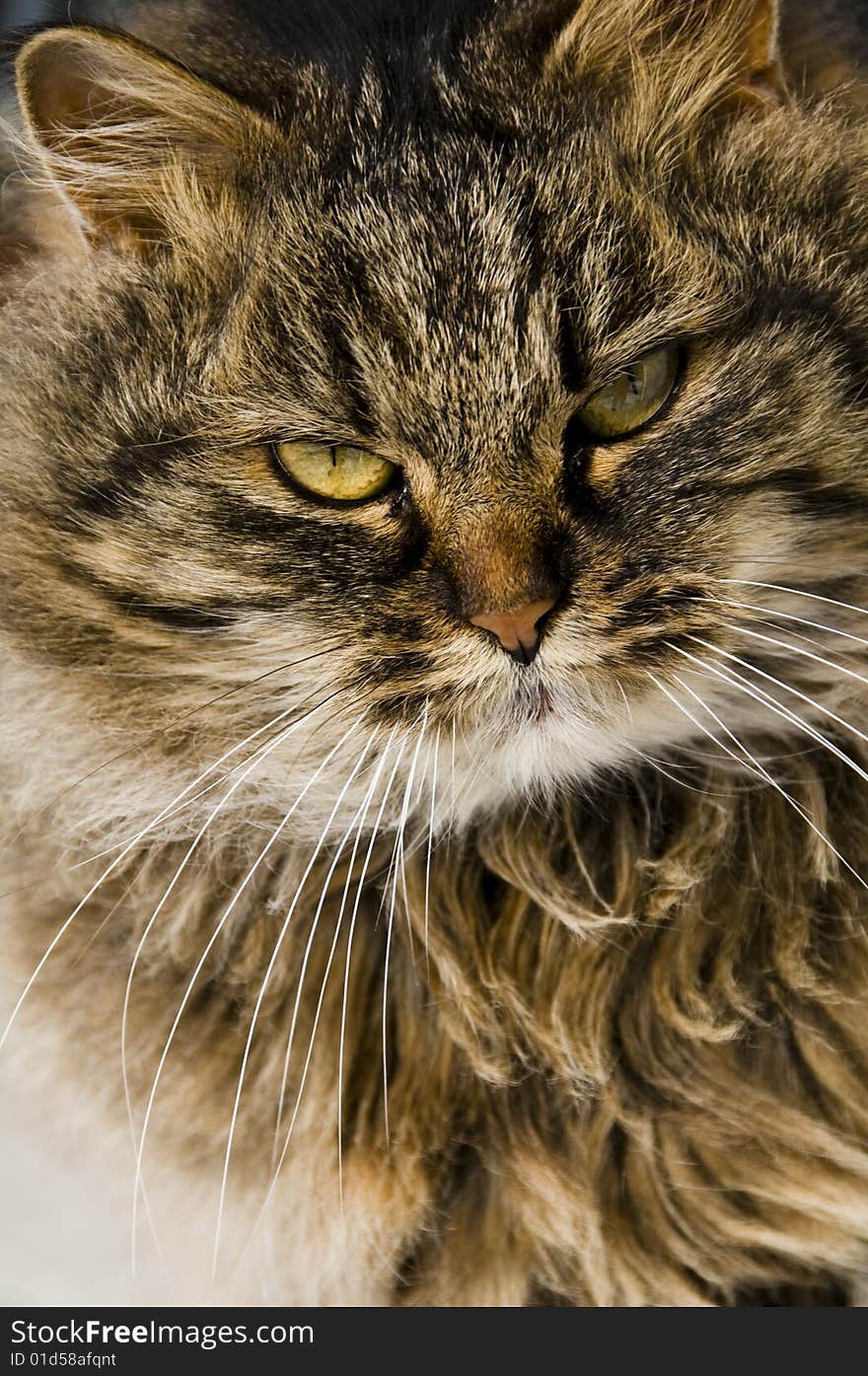 A close up picture of a domestic cat. A close up picture of a domestic cat