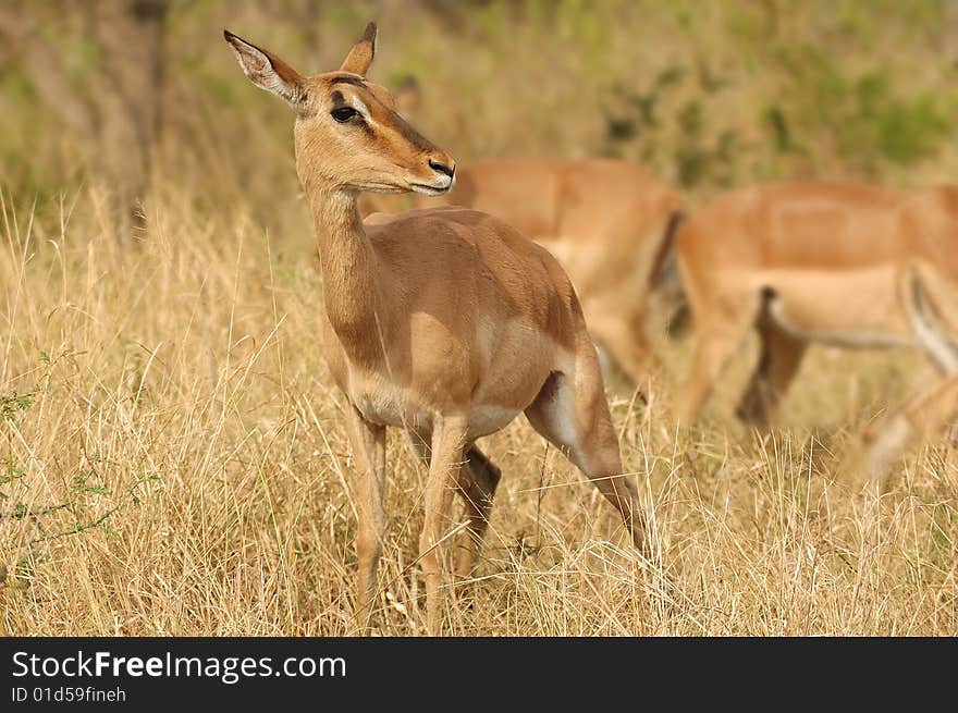 An impala (Aepyceros melampus) is a medium-sized African antelope. The name impala comes from the Zulu language. They are found in savannas and thick bushveld (South Africa). An impala (Aepyceros melampus) is a medium-sized African antelope. The name impala comes from the Zulu language. They are found in savannas and thick bushveld (South Africa)