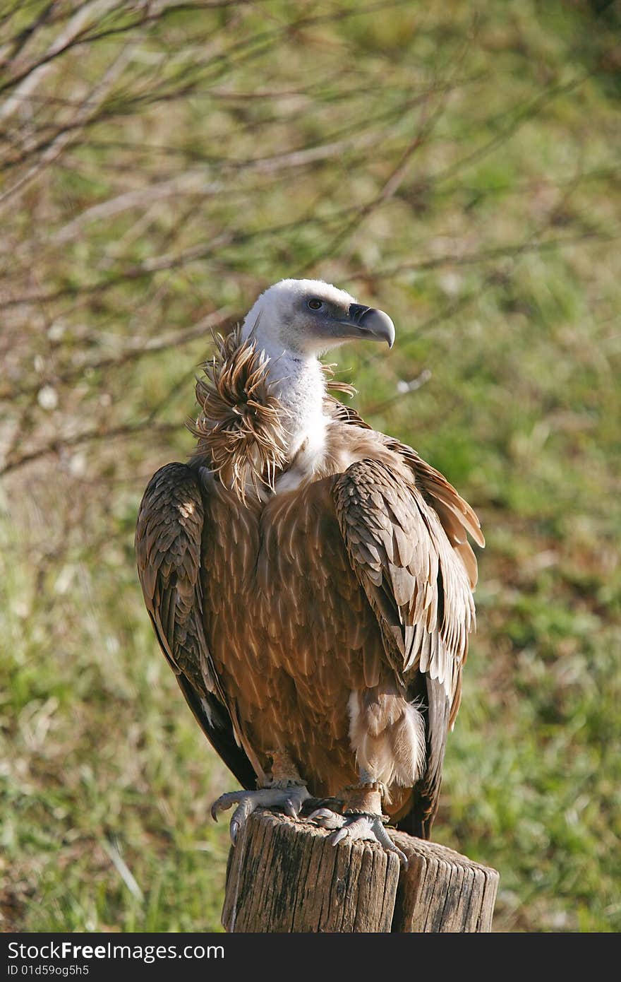 Griffon vulture on the stump