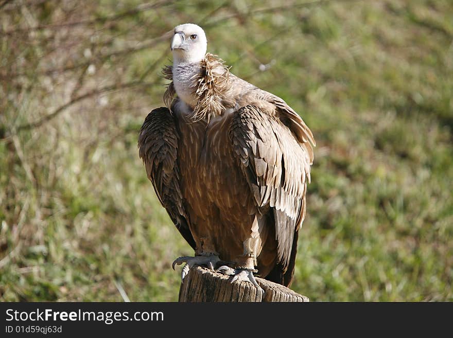 Griffon vulture on the stump