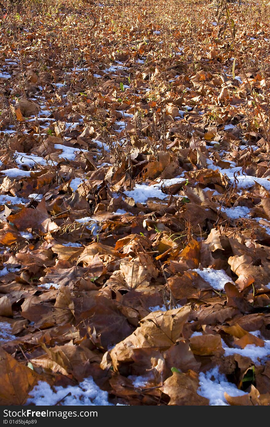 Falling leaves over the ground background photo