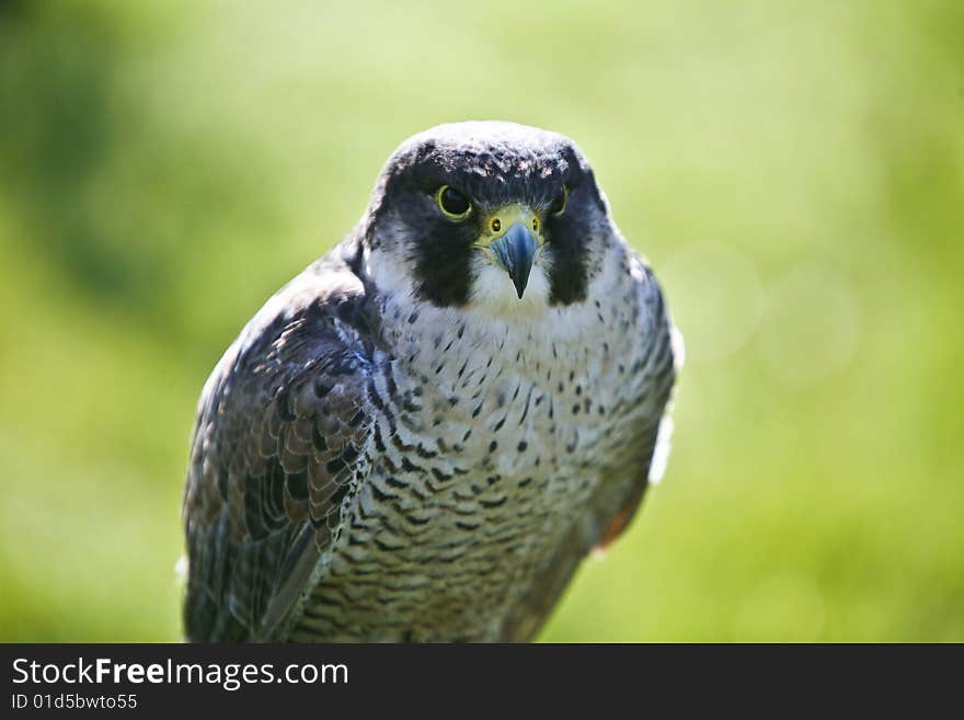 Falco peregrinus. Photo taken in a Zoo. Falco peregrinus. Photo taken in a Zoo