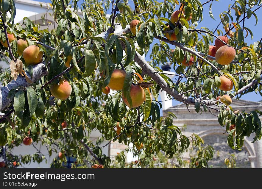 Nectarines on a tree in Greece Rhodos island