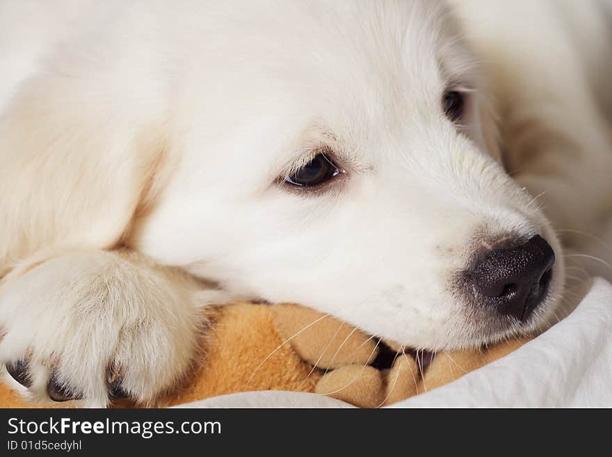 Sad white small retriever puppy head. Sad white small retriever puppy head