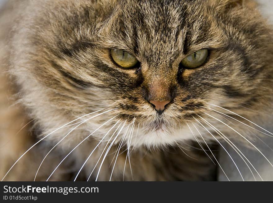 A close up picture of a domestic cat. A close up picture of a domestic cat