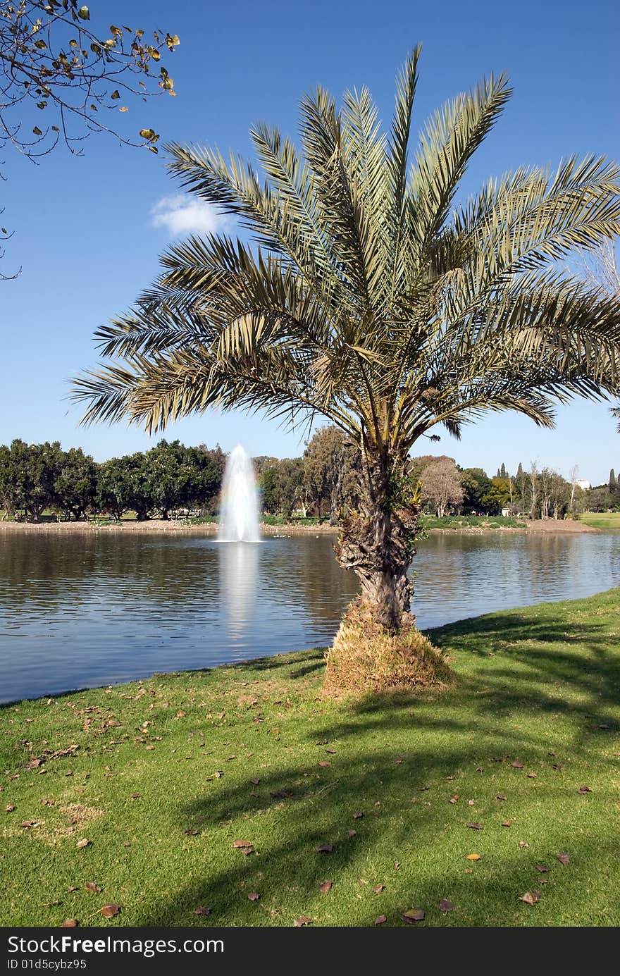 The national park at Israel, in the bank of the lake there's a small dates tree. it views the park sprinklers. One day in the fall I've decided to take a picture of it, the weather was perfect and the sky were blue as the ocean. The national park at Israel, in the bank of the lake there's a small dates tree. it views the park sprinklers. One day in the fall I've decided to take a picture of it, the weather was perfect and the sky were blue as the ocean.