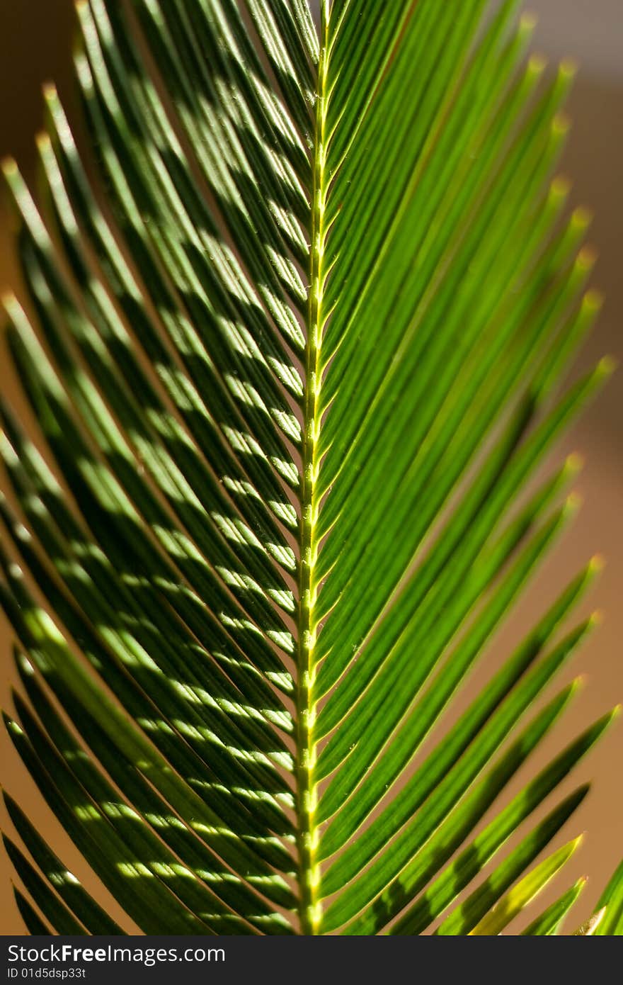 Close up of sunlit frond of house plant. Close up of sunlit frond of house plant