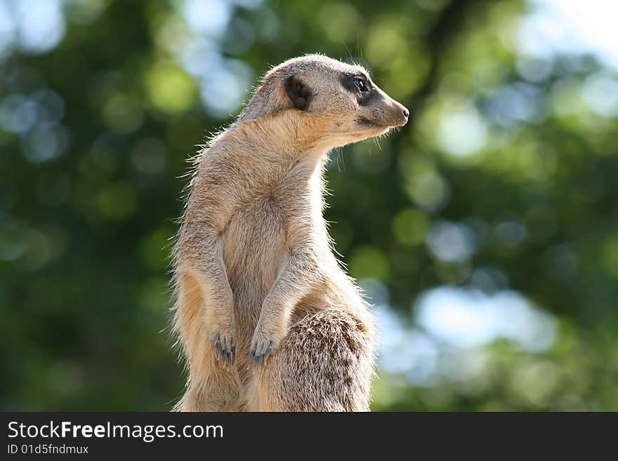 Meerkat stands watch on a high rock against background of trees. Meerkat stands watch on a high rock against background of trees.